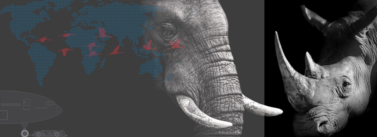 EMIRATES GROUP BRANDS visual data 6